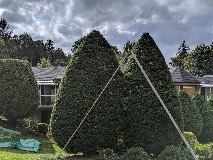 White Glove Lawn and Property logo