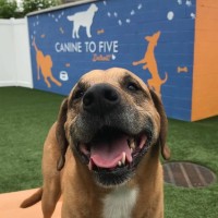 Canine To Five logo