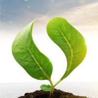 Grupo Sinova logo