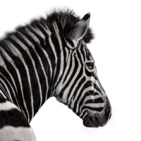 Investec India logo