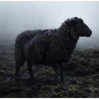 Black Sheep Recruitment Sweden