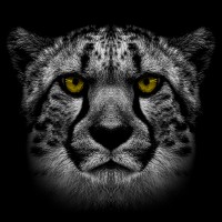 Gepardec IT Services GmbH