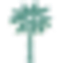 Palmetto Pediatrics of Lowcountry logo