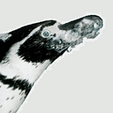 Penguin Recruitment logo