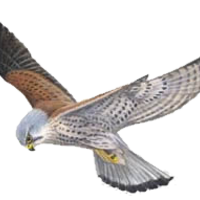 Logo Kestrel